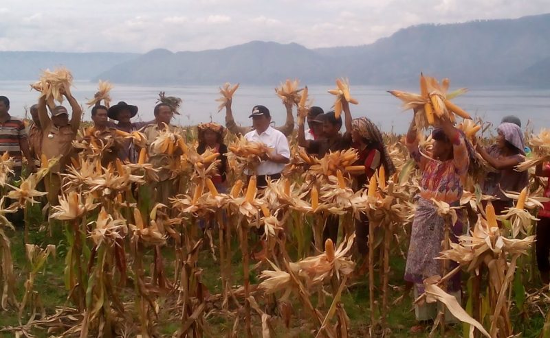 Panen Raya Jagung Di Desa Pasaran Parsaoran Kecamatan Nainggolan Dengan Hasil Memuaskan